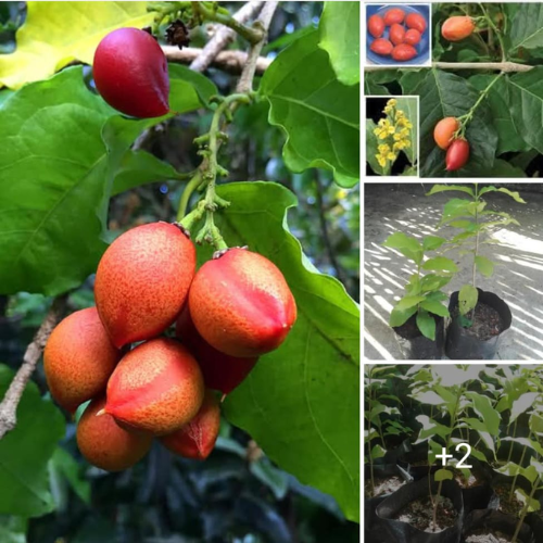 Peanut Butter Fruit