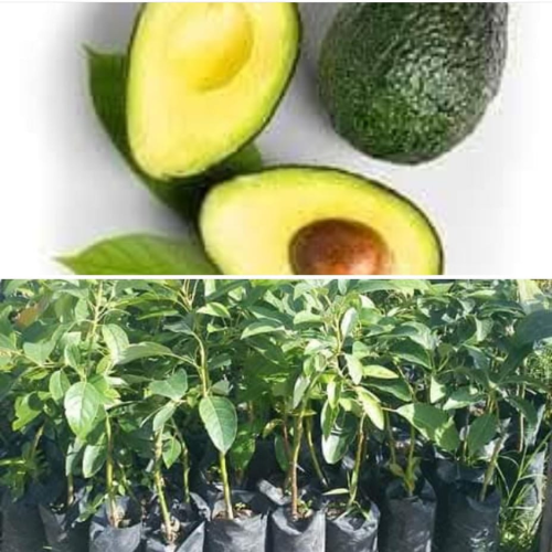 Avocado